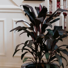 A photo of a large healthy houseplant in front of a set of stairs with millwork.