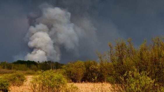 Wildfire resized