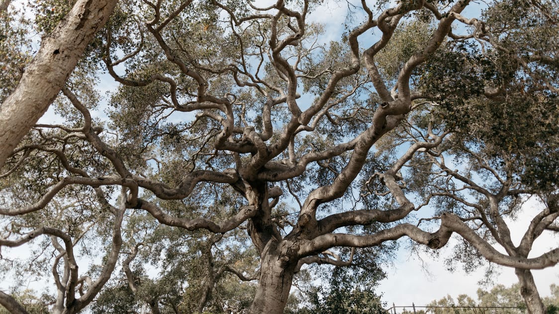 JCBS tree hero