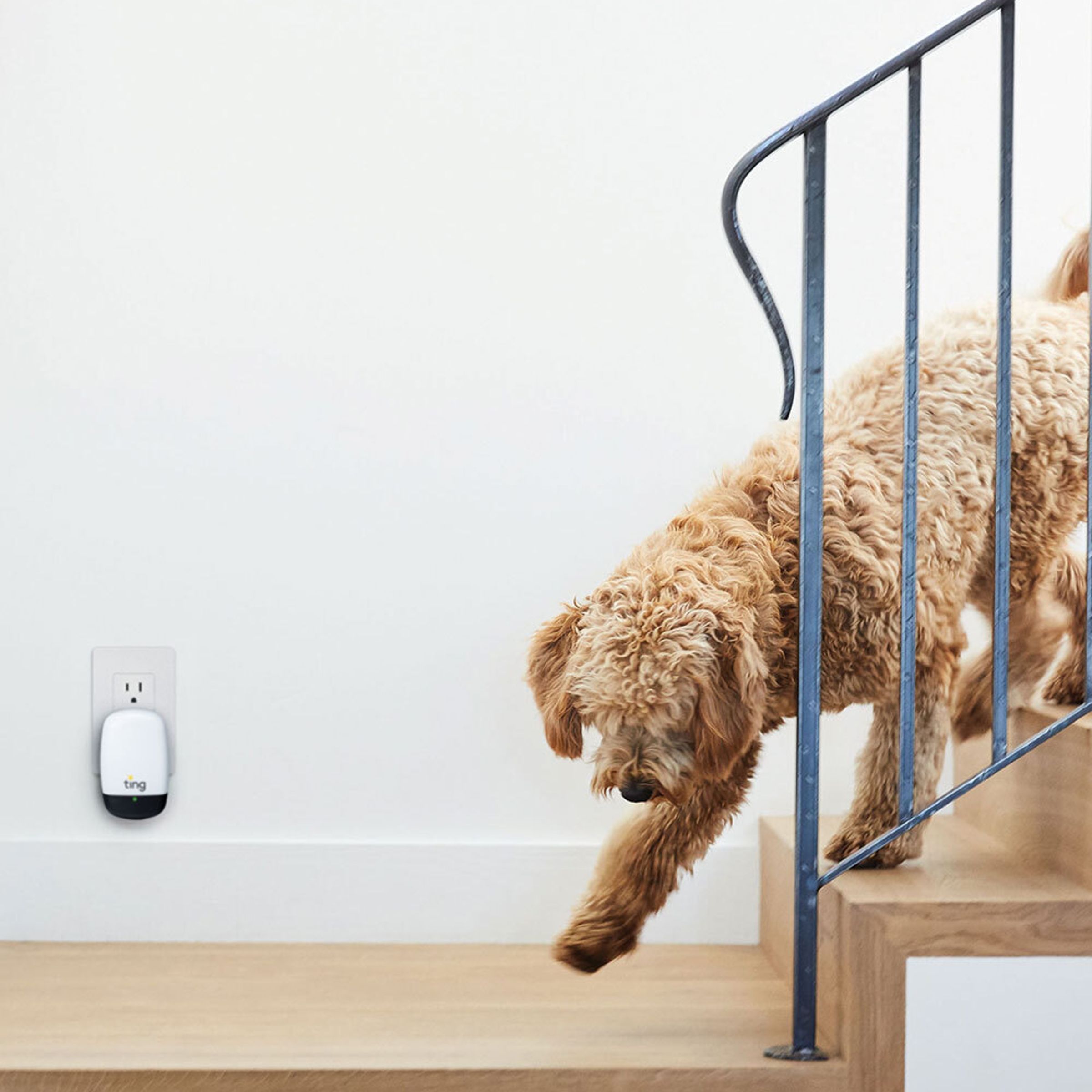 Ting Dog Stairs Splitscreen