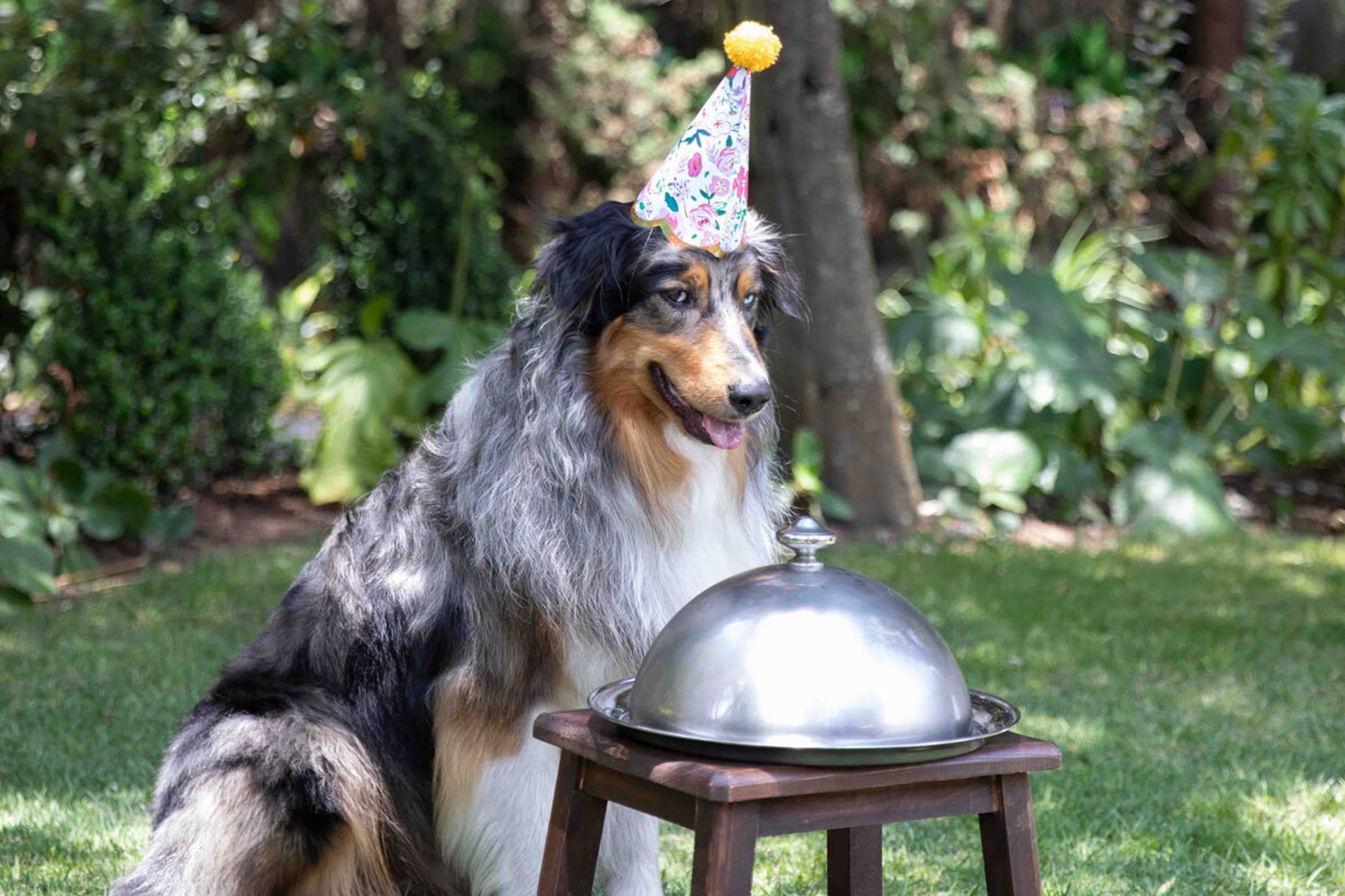 Jtc dog cake